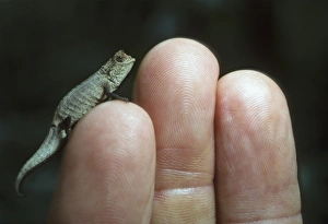 Human Prints: Pygmy Chameleon, (Brookesia peyrierasi), Nosy Magabe Reserve, NE Madagascar