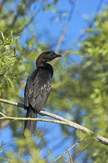 Images Dated 13th June 2006: Pygmy Cormorant (Phalacrocorax pygmeus) in the Danube Delta, is a near threatened