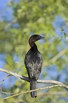 Dobrogea Prints: Pygmy Cormorant (Phalacrocorax pygmeus) in the Danube Delta, is a near threatened