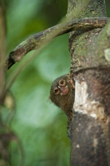 Pygmy Marmoset (Cebuella pygmaea), Napo River bordering Yasuni National Park, Amazon Rain Forest