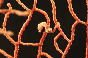 Images Dated 4th June 2007: Pygmy Seahorse holding on gorgonian with tail, Scuba Diving at Tukang Besi / Wakatobi