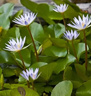 East Caribbean Prints: Pygmy Water Lily ( Nymphaea X Daubeniana Vivparous )