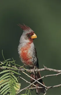 Pyrrhuloxia, Cardinalis