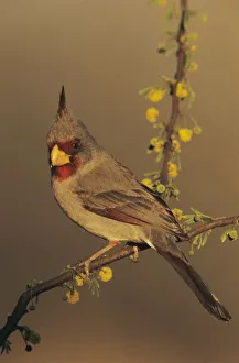 Images Dated 12th February 2010: Pyrrhuloxia, Cardinalis sinuatus