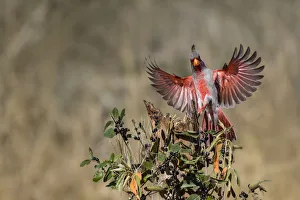 Berry Prints: Pyrrhuloxia (Cardinalis sinuatus) landing