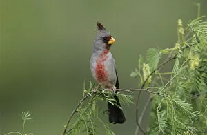 Pyrrhuloxia, Cardinalis sinuatus, male, Starr County, Rio Grande Valley, Texas, USA