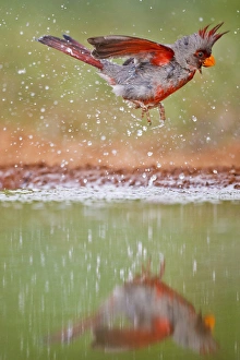 Images Dated 26th April 2010: Pyrrhuloxia (Cardinalis sinuatus) male bathing at south Texas pond