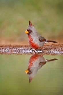 Images Dated 26th April 2010: Pyrrhuloxia (Cardinalis sinuatus) male bathing at south Texas pond