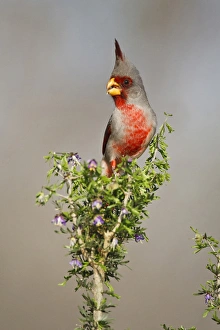 Brush Prints: Pyrrhuloxia (Cardinalis sinuatus) male in brush, south Texas