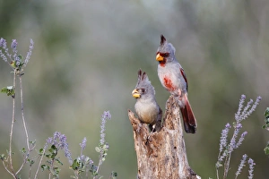 Images Dated 26th February 2015: Pyrrhuloxia (Cardinalis sinuatus) male and female perched