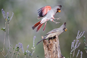 Images Dated 26th February 2015: Pyrrhuloxia (Cardinalis sinuatus) pair in sweet stem bush