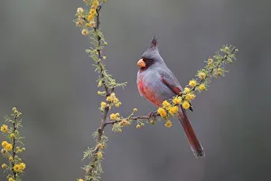 Emblem Prints: Pyrrhuloxia (Cardinalis sinuatus) perched in blooming Huisachillo bush
