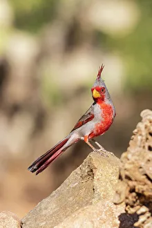 Images Dated 26th October 2022: Pyrrhuloxia male, Pima County, Arizona