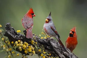Pyrrhuloxia with northern cardinals