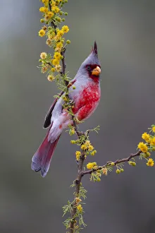 Perching Prints: Pyrrhuloxia perched