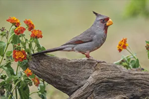 Pyrrhuloxia, Rio Grande Valley, Texas