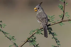 Pyrrhuloxia, Rio Grande Valley, Texas