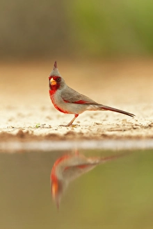 Songbird Prints: Pyrrhuloxia, Santa Clara Ranch, southern Texas, USA