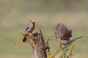 Images Dated 1st March 2016: Pyrrhuxolia (Cardinalis sinuatus) pair feeding