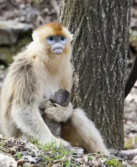 Images Dated 11th April 2011: Qinling Mountains, China, Female Golden Monkey with newborn