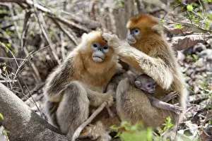 Bonding Prints: Qinling Mountains, China, Golden Monkey family grooming