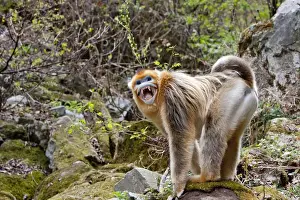 Images Dated 20th April 2011: Qinling Mountains, China, Male Golden monkey showing teeth in defiance