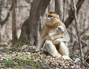 Maternal Prints: Qinling Mountains, Female Golden Monkey with youngster