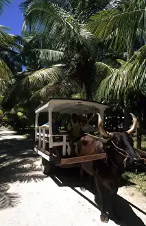 Cart Prints: Quaint Oxen Cart in the beautiful village of La Digue in the Seychelles Islands off