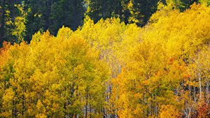 Sierra Prints: Quaking aspen in full autumn color along Bishop Creek