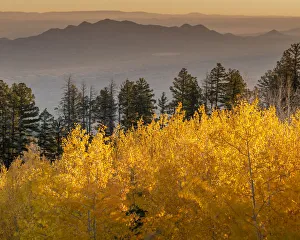 Quaking aspen fall leaf colors in the foreground looking east on the 10K Trail