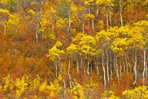 Images Dated 27th September 2010: Quaking aspen grove in peak autumn color in Glacier National Park, Montana, USA