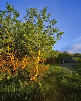 Waterton Prints: Quaking Aspen Grove along the Rocky Mountain Front in Waterton Lakes National Park in Alberta
