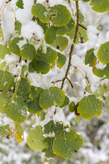Snowing Prints: Quaking aspen leaves; First snow to October, Continental Divide, Rabbit Ears pass