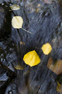 Images Dated 6th October 2011: Quaking aspen leaves in the south Ponil Creek on Baldy mountain in the Rocky mountains
