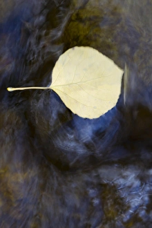 Streambed Prints: Quaking aspen leaves in the south Ponil Creek on Baldy mountain in the Rocky mountains