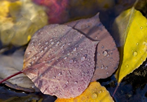 Quaking aspen leaves in the south Ponil Creek on Baldy mountain in the Rocky mountains