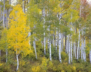 Images Dated 15th January 2013: Quaking Aspen (Populus tremuloides). Mt. Nebo Loop, Wasatch Mountains, Utah