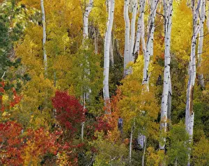Images Dated 2nd July 2007: Quaking Aspen (Populus tremuloides) grow as a colony from a single seedling among Maple trees