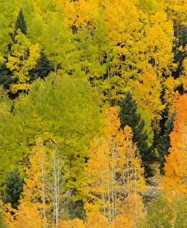 Images Dated 6th October 2011: Quaking aspens in a fall glow on the side of Bald Mountain in the southern Rocky