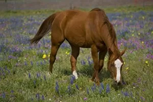 Images Dated 5th April 2005: Quarter Horse in field of wildflowers Devine Texas