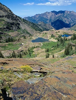 Wasatch Prints: Quartzite Rock Polished by Glacier, Wildflowers above Lake blanche, Big Cottonwood Canyon