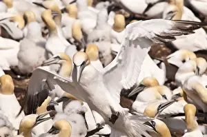Images Dated 15th August 2009: Quebec, Canada. Northern Gannet colony Ile Bonaventure offshore of Perce