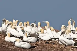 Perce Prints: Quebec, Canada. Northern Gannet colony Ile Bonaventure offshore of Perce