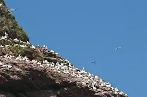 Images Dated 15th August 2009: Quebec, Canada. Northern Gannet colony Ile Bonaventure offshore of Perce