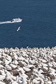 Images Dated 15th August 2009: Quebec, Canada. Northern Gannet colony Ile Bonaventure offshore of Perce