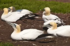 Images Dated 15th August 2009: Quebec, Canada. Northern Gannet colony Ile Bonaventure offshore of Perce