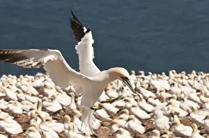 Images Dated 15th August 2009: Quebec, Canada. Northern Gannet colony Ile Bonaventure offshore of Perce