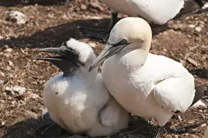 Images Dated 15th August 2009: Quebec, Canada. Northern Gannet colony Ile Bonaventure offshore of Perce