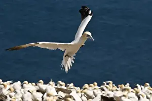 Quebec, Canada. Northern Gannet colony Ile Bonaventure offshore of Perce