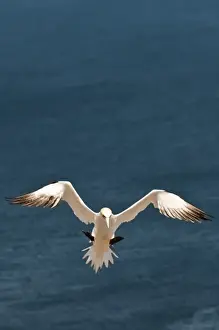 Perce Prints: Quebec, Canada. Northern Gannet Ile Bonaventure offshore of Perc